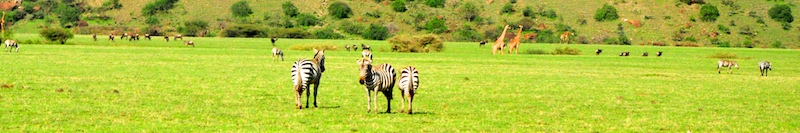 Ngorongoro Crater - Serengeti National Park